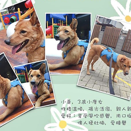 Three-legged Little Wong (F, ~ 3 years old when rescued, suffered from heartworm)