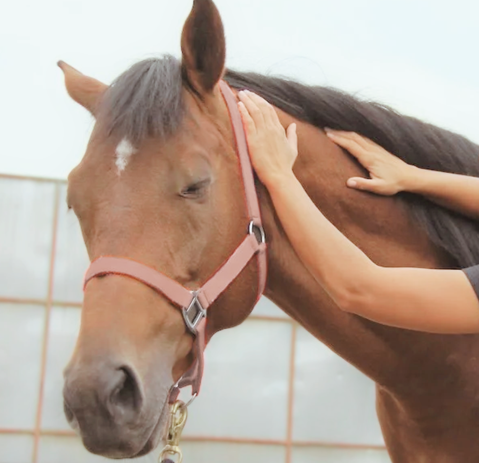 A happy horse's face as a bodyworker massages his head and neck.