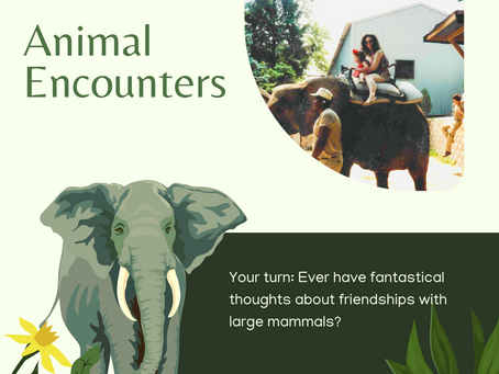 Animal Encounters