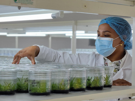 El laboratorio que lidera la producción in vitro de cultivos en República Dominicana