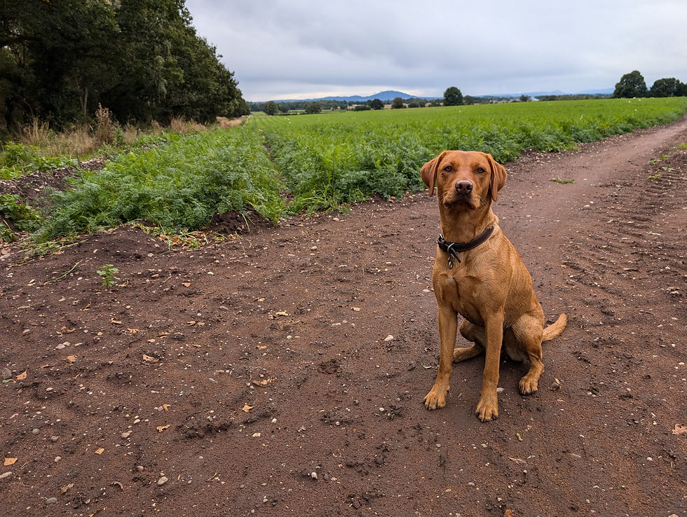 A fox red Labrador sitting in front of a field of carrots