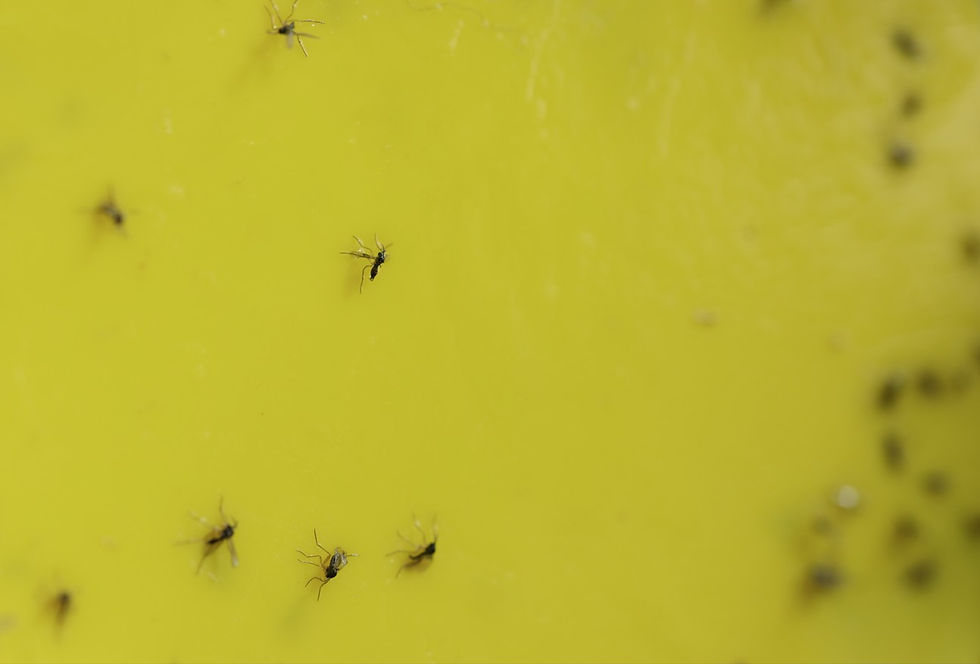 Fungus gnats stuck on a sticky trap