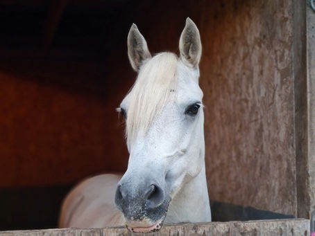 Meet the Mares & Meadows team