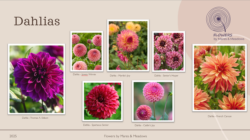 A range of dahlias of varying colours and shapes