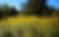 Goldenrod field in full bloom at Harlem Valley Homestead