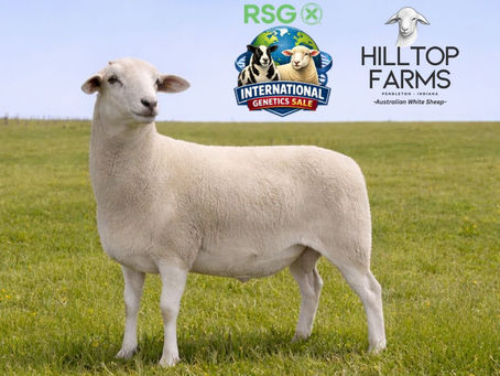 Boomerang Sires High Selling Ram in RSG International Sale