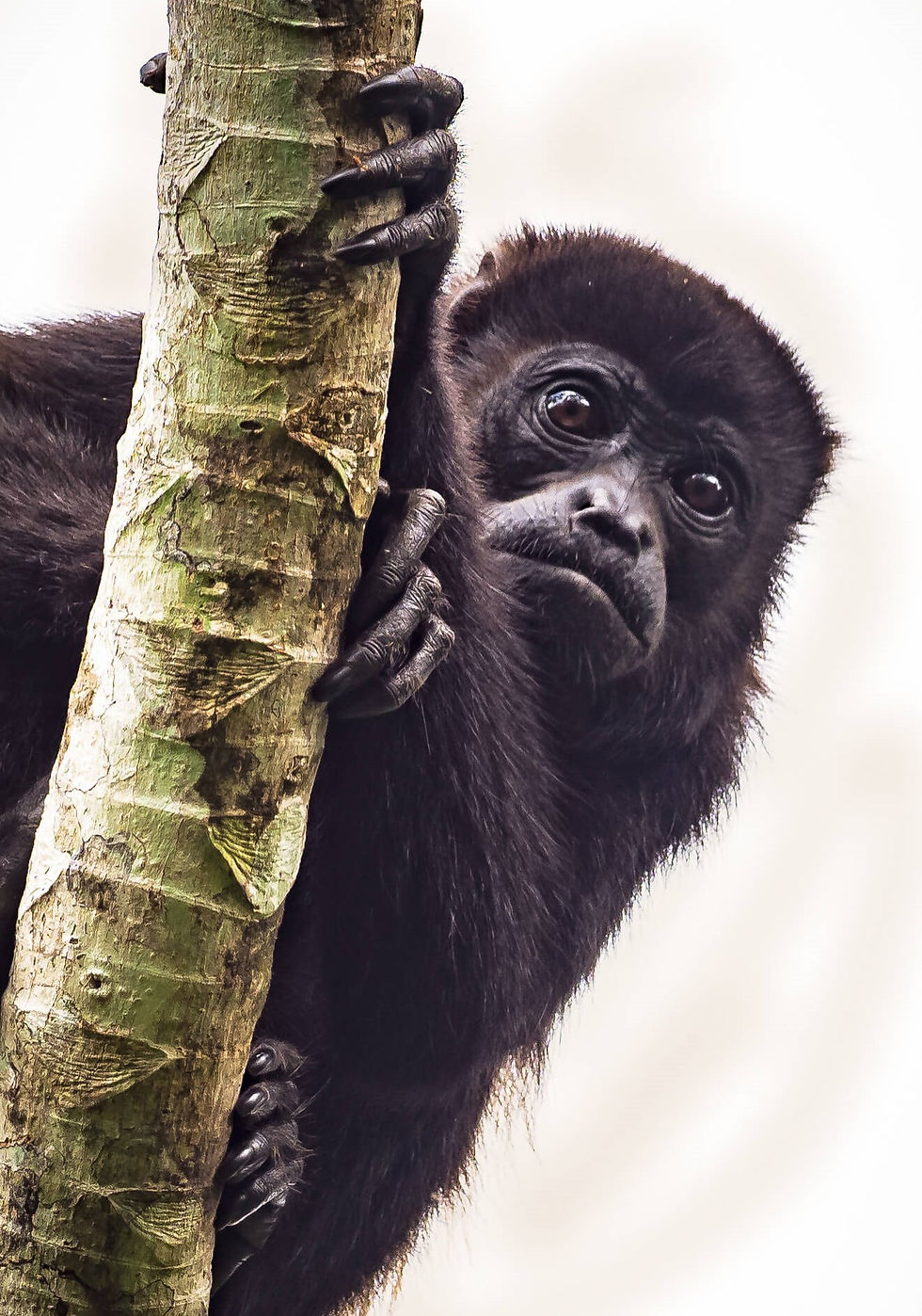 Affe 1