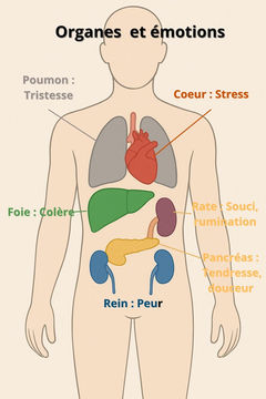 Impact des émotions sur les organes