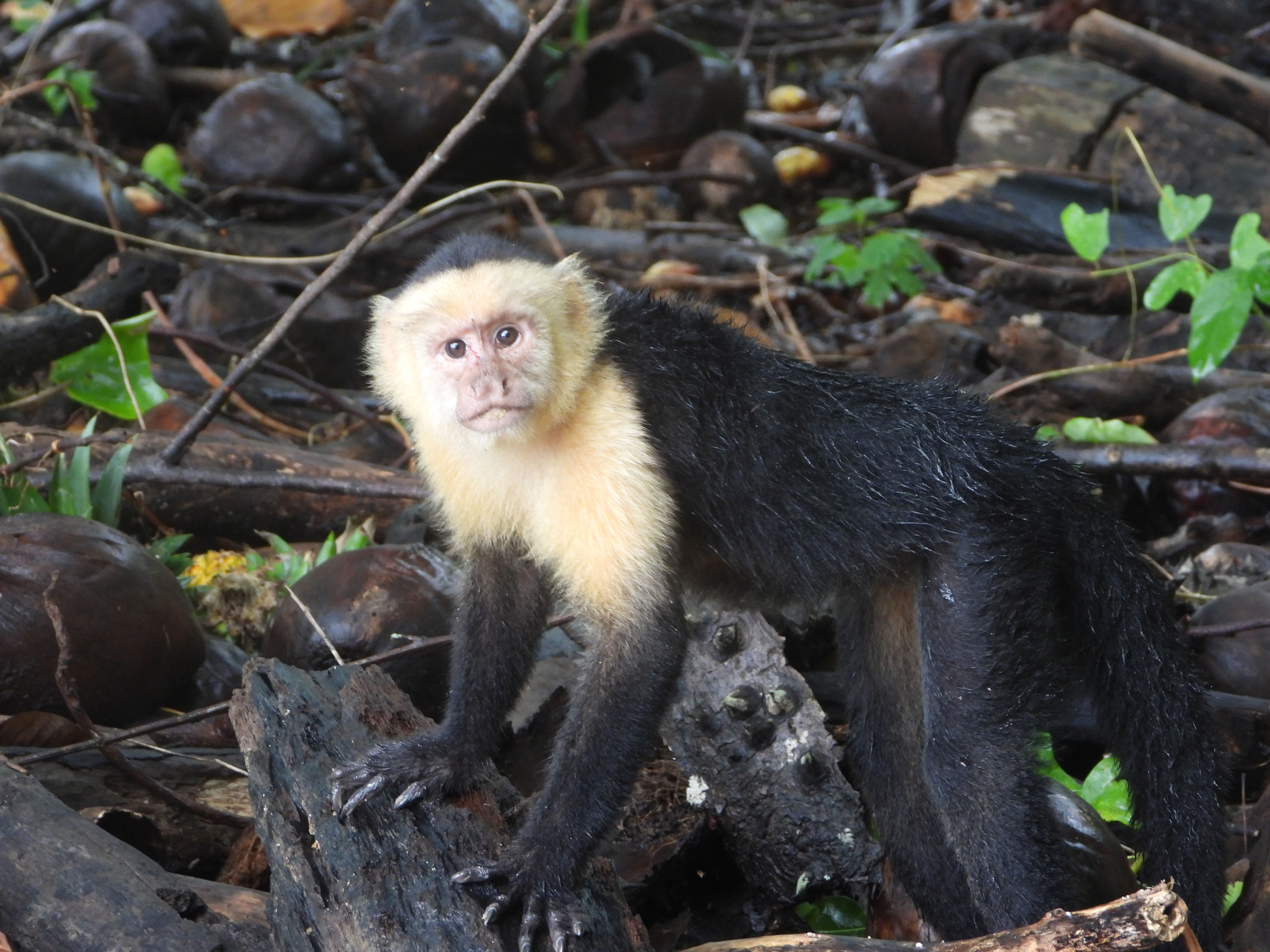 Surf Trips Through Costa Rica