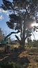 Aussie Tree Fellers carrying out tree removal with machinery