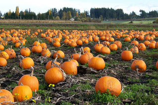 Hunt Club Farm