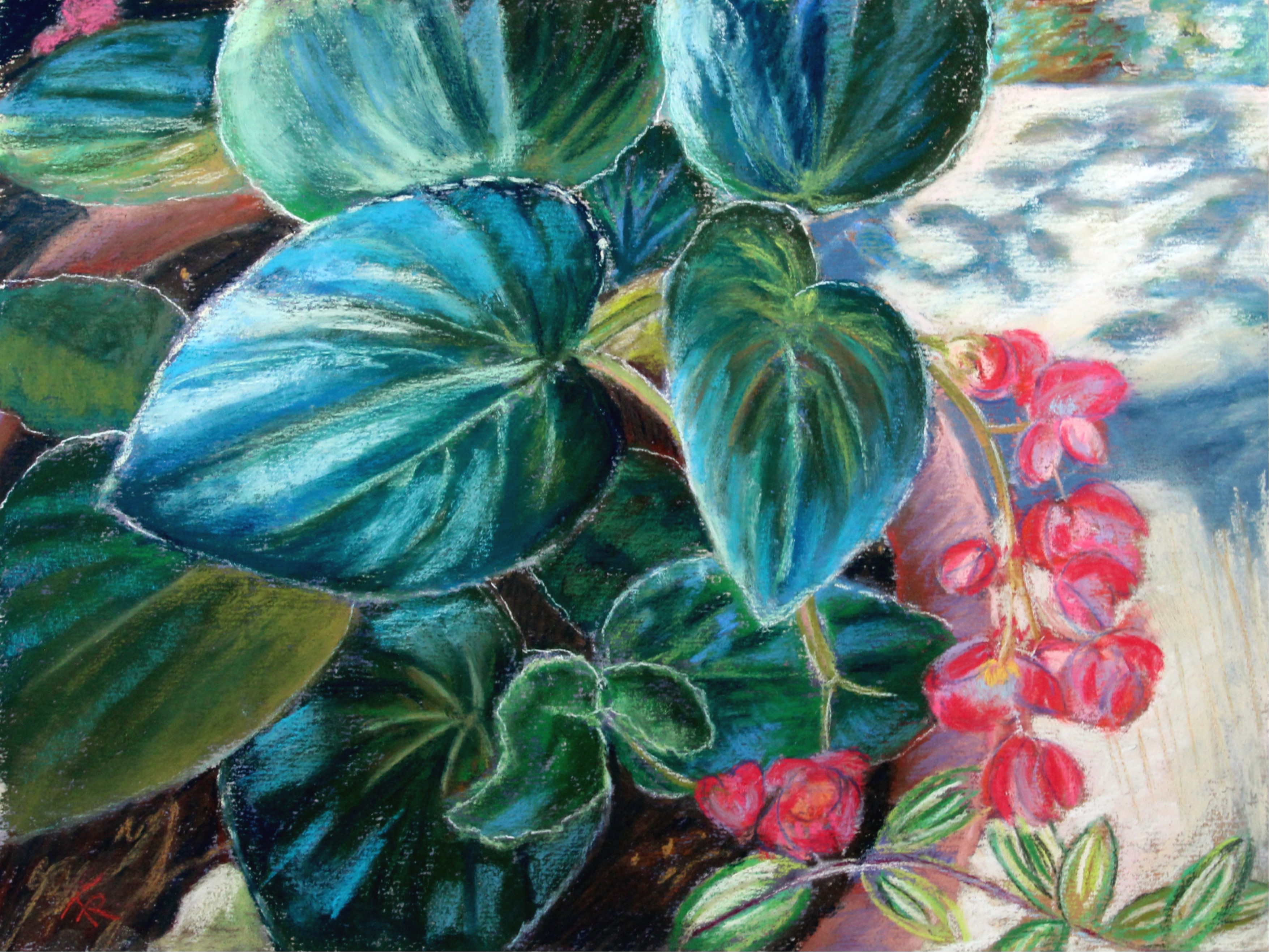 Begonia in Shade