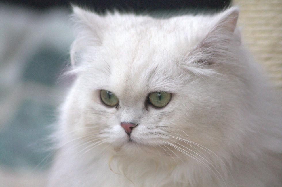 Thumbnail: Vivienne