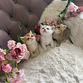 IMG_8476.JPEG