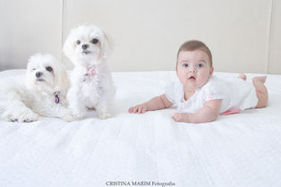 fotos bebê ensaio book fotográfico fotografia foto campinas são paulo pet bebês 
