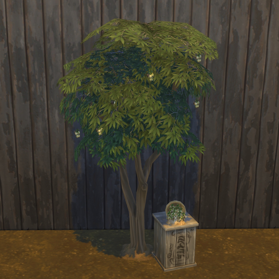 Olives | BrazenLotus