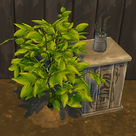 adzuki bean.png