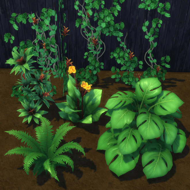 zz plant deutsch ZZ Plant