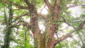 Sortie de la caverne de Platon