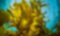 Food-Tank-seaweed_edited.jpg