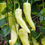 Thumbnail: Sweet Banana Pepper Seeds