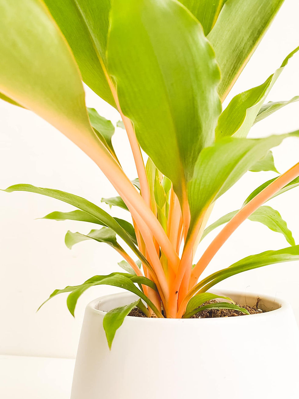 Thumbnail: Omari, Chlorophytum Orchidastrum Green Orange