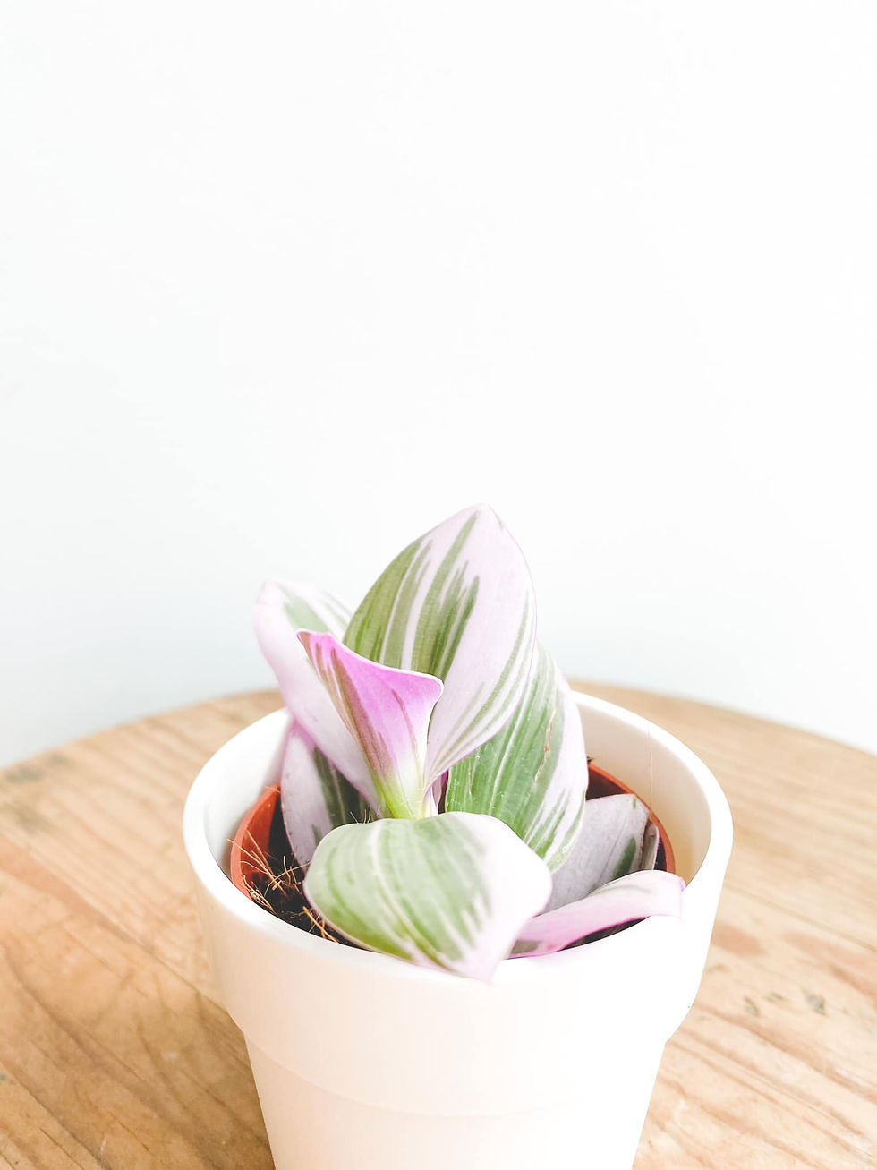 Thumbnail: Trisha, Tradescantia Nanouk