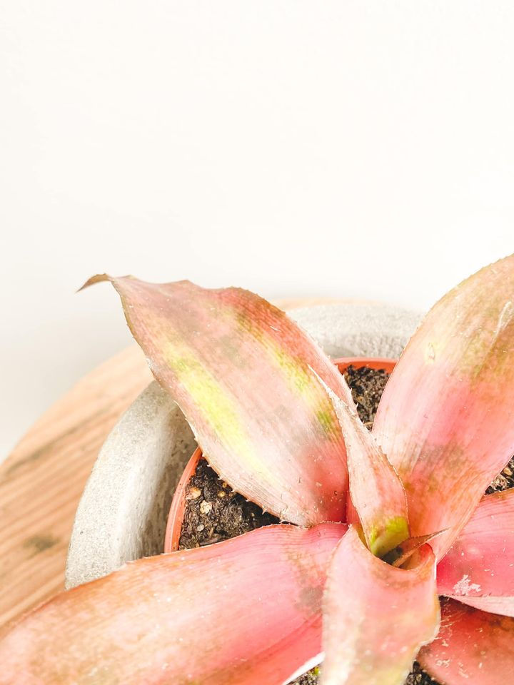 Thumbnail: Emry, Cryptanthus Earth Star