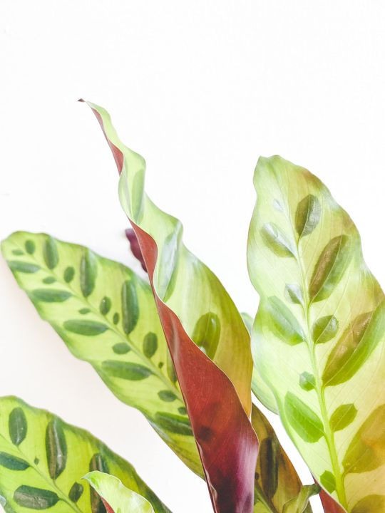 Thumbnail: Rick, Calathea Rattlesnake