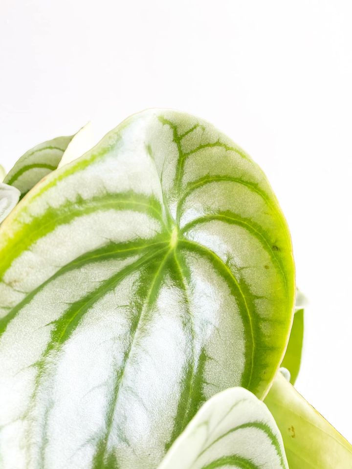 Thumbnail: Wendy, Watermelon Peperomia