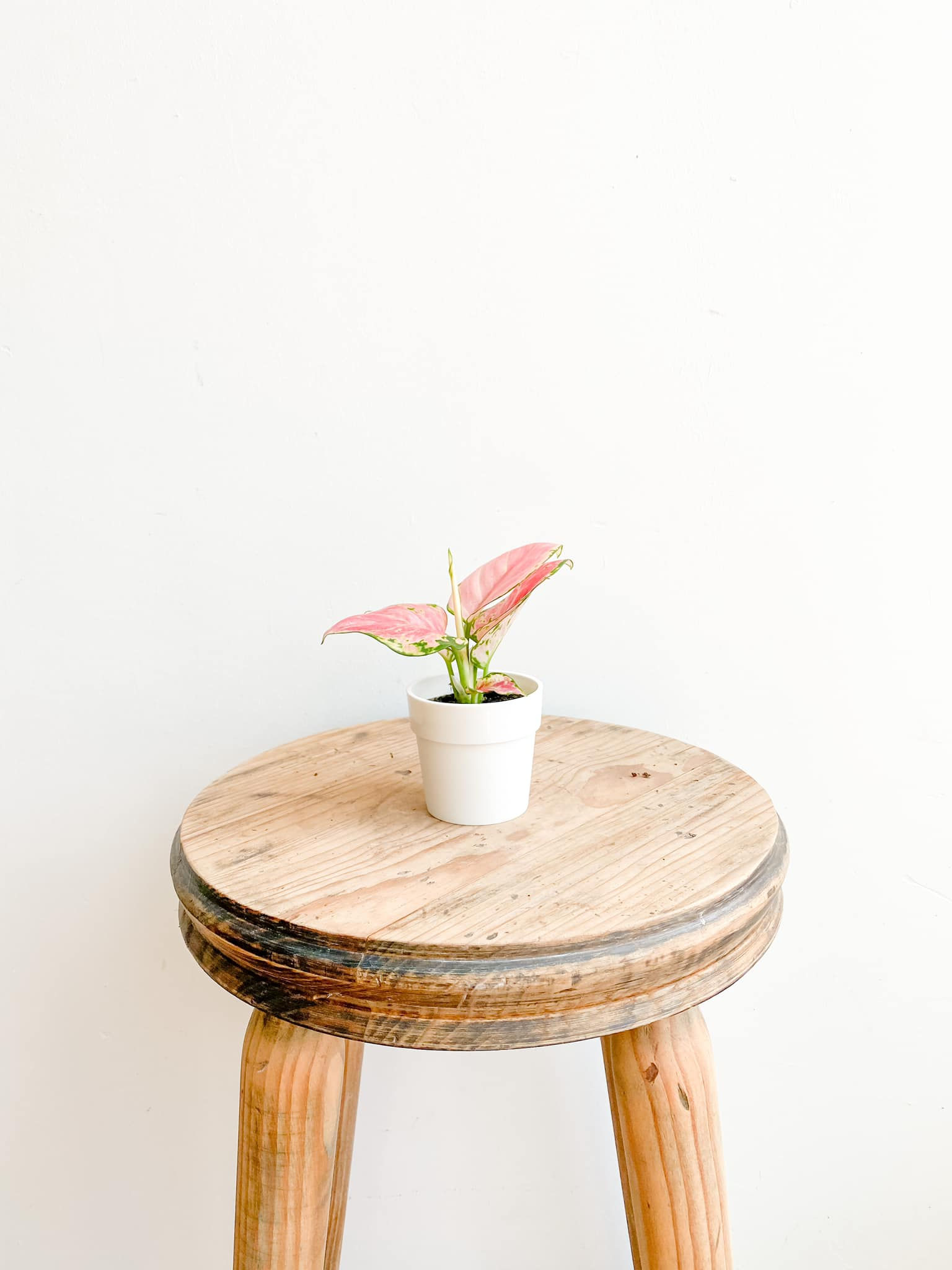Alissa, Baby Aglaonema Pink Star