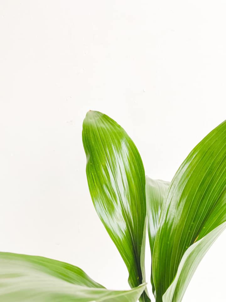 Thumbnail: Ivan, Cast Iron Plant