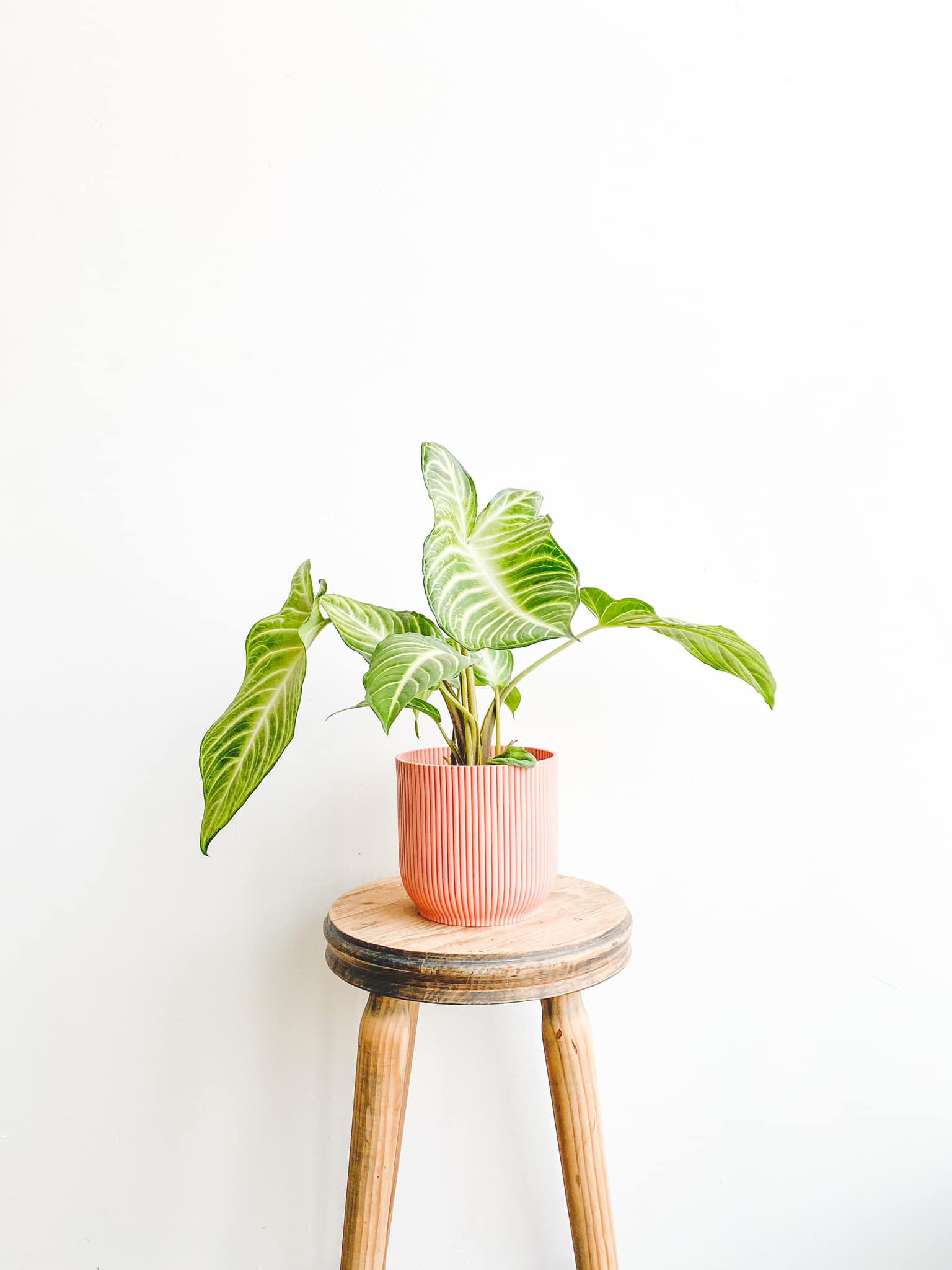 Magnus, Caladium Lindenii Magnificum