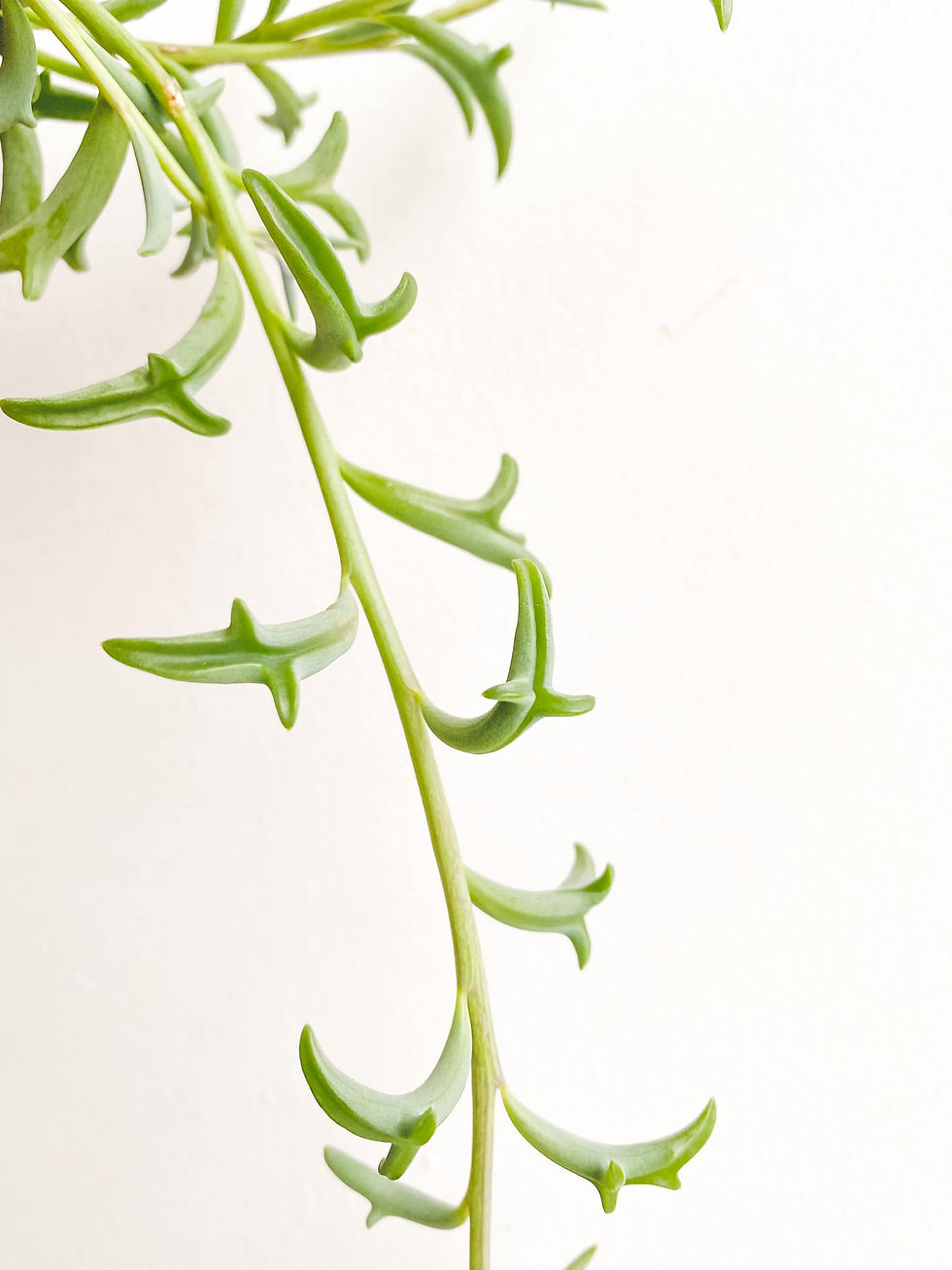 Thumbnail: Dory, String of Dolphins