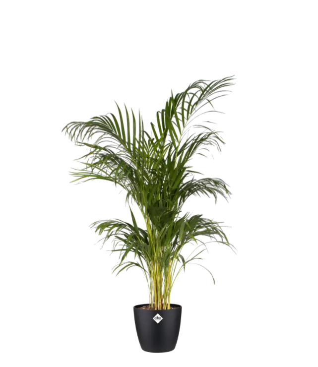 Thumbnail: elho Brussels Pot - Living Black