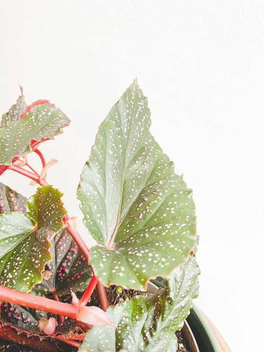 Thumbnail: Bonnie, Begonia Benigo