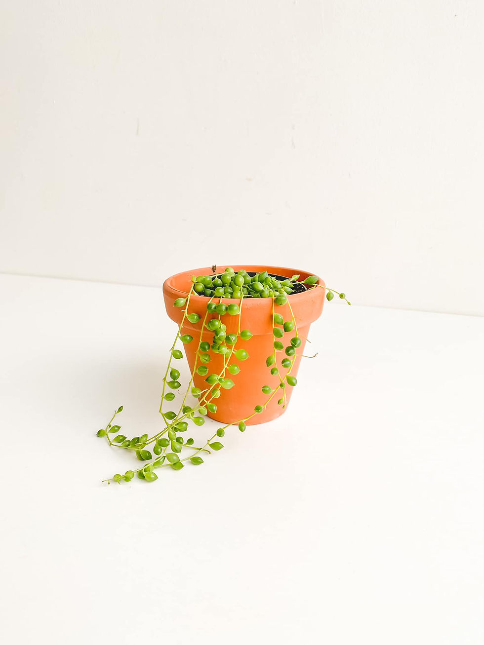 Thumbnail: Percival, String of Pearls