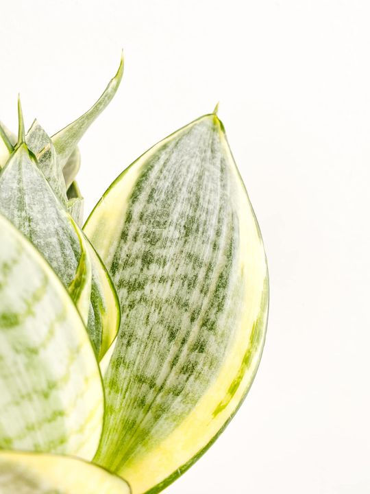 Thumbnail: Dennis, Sansevieria Laurentii Dwarf