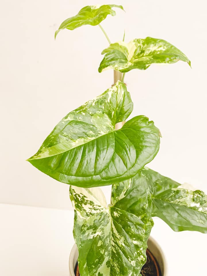 Thumbnail: Alonso, Syngonium Albo Variegated