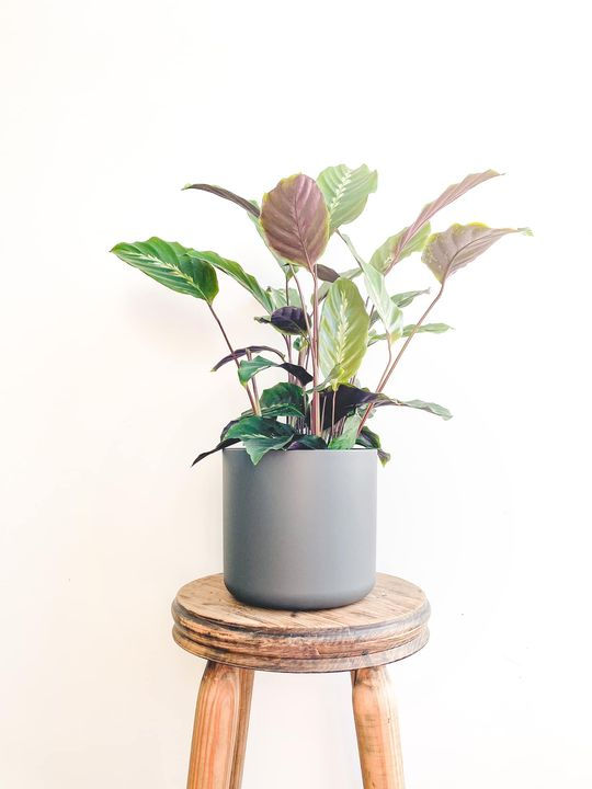 Thumbnail: elho b.for Soft Round Pot - Anthracite