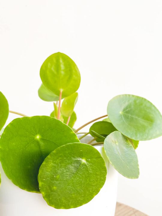 Thumbnail: Phoebe, Pilea Peperomioides