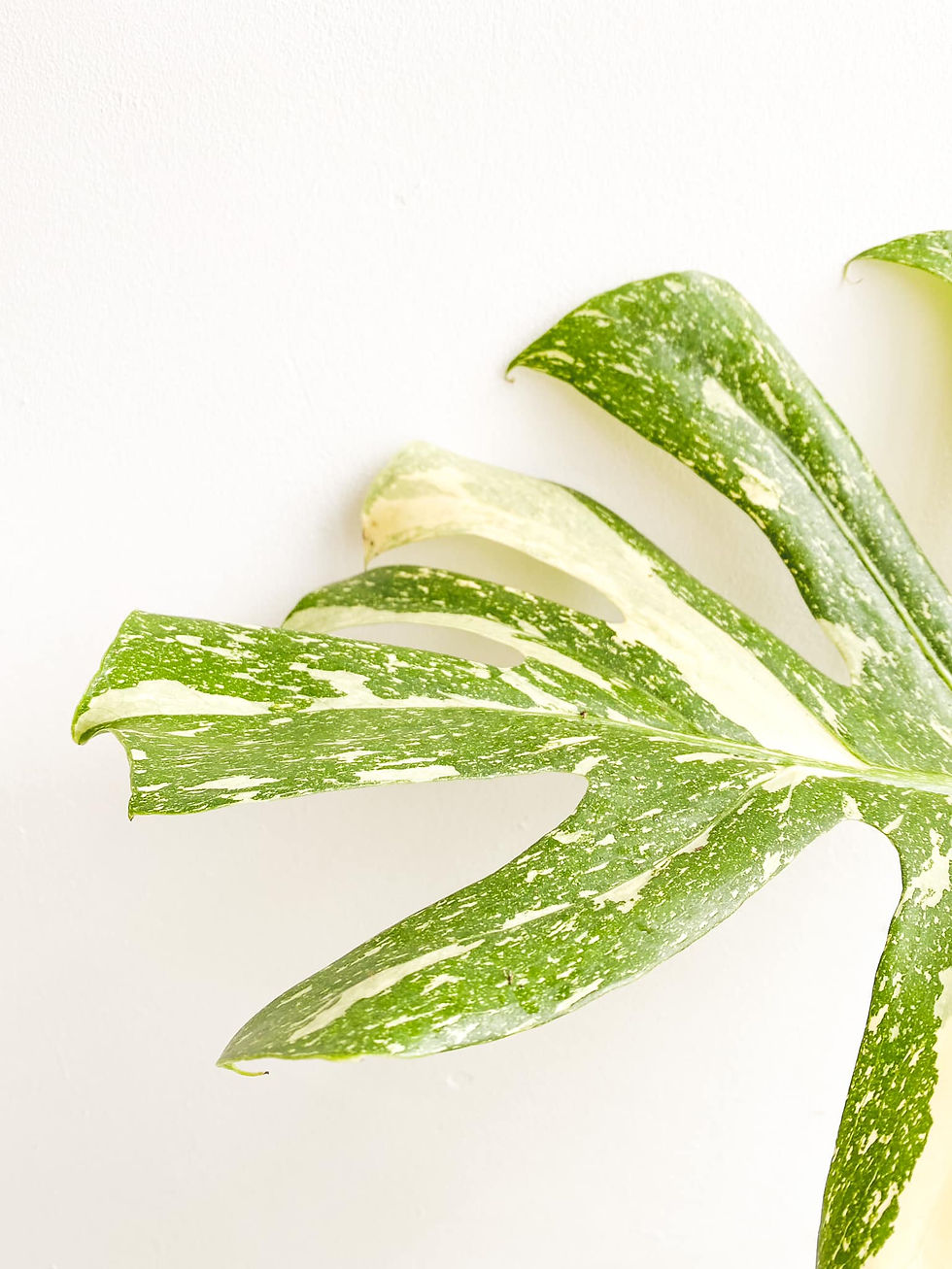 Thumbnail: Orion, Variegated Monstera Thai Constellation