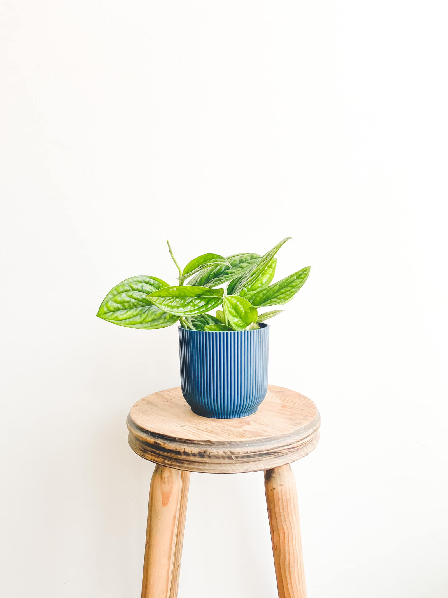 Mack, Epipremnum Marble Planet