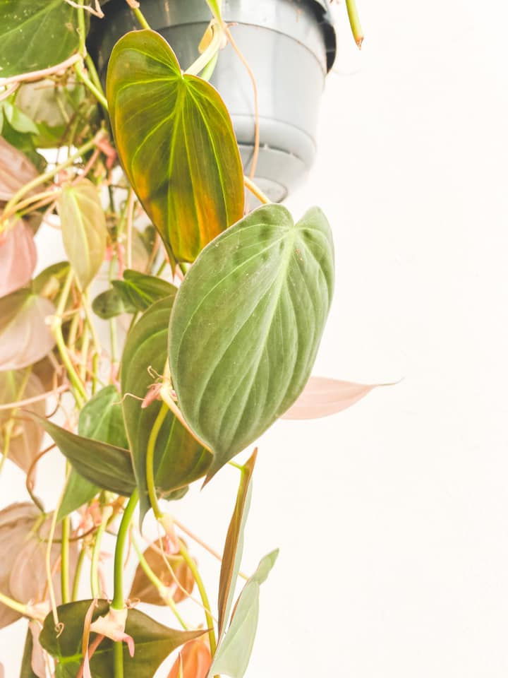 Thumbnail: Manny, Philodendron Micans