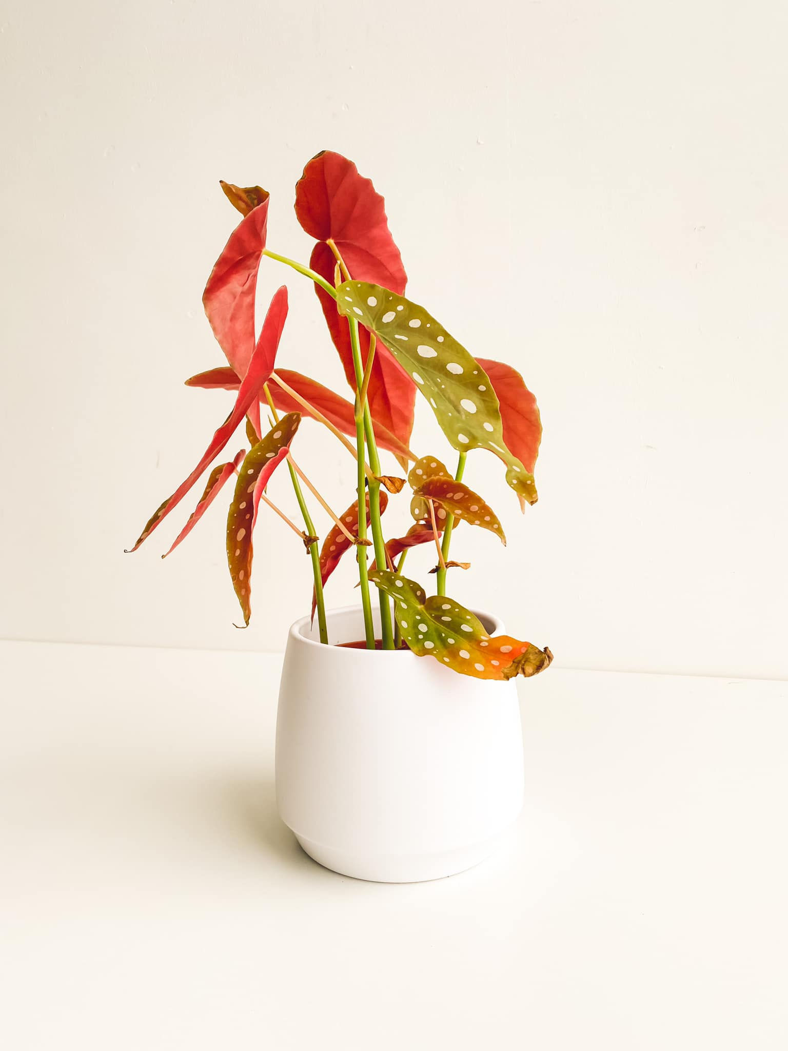 Perfectly Imperfect, Begonia Maculata Polka Dot