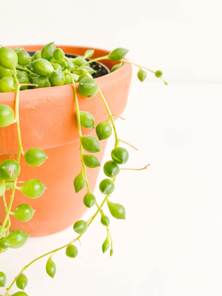 Thumbnail: Percival, String of Pearls