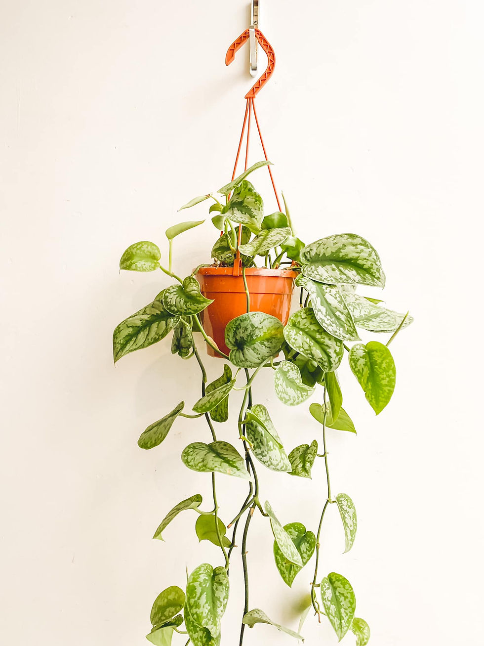 Thumbnail: Seth, Satin Pothos Trebie