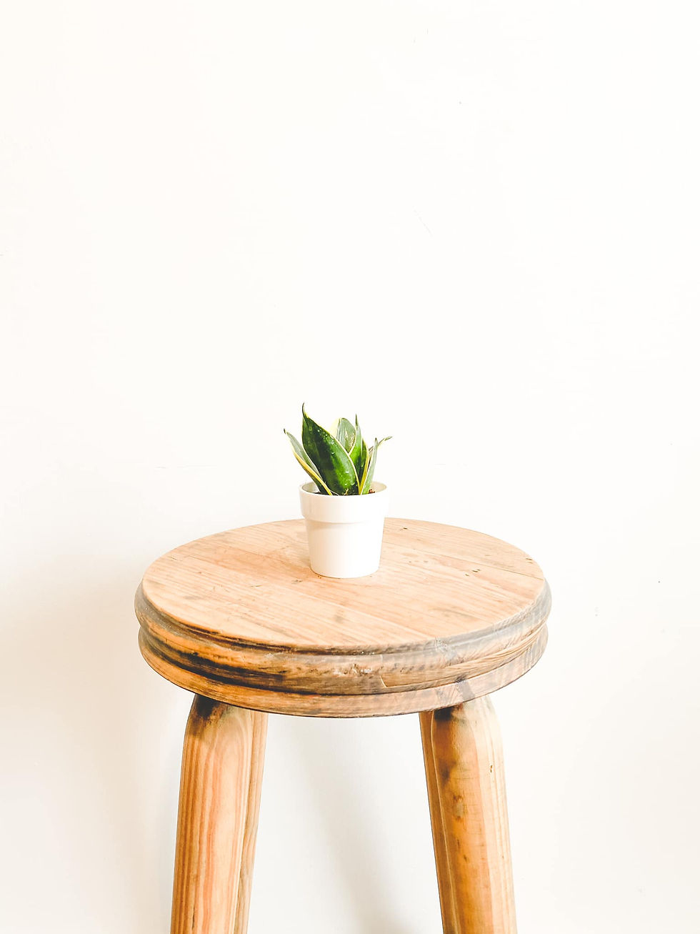 Thumbnail: Hector, Sansevieria Trifasciata Hahnii