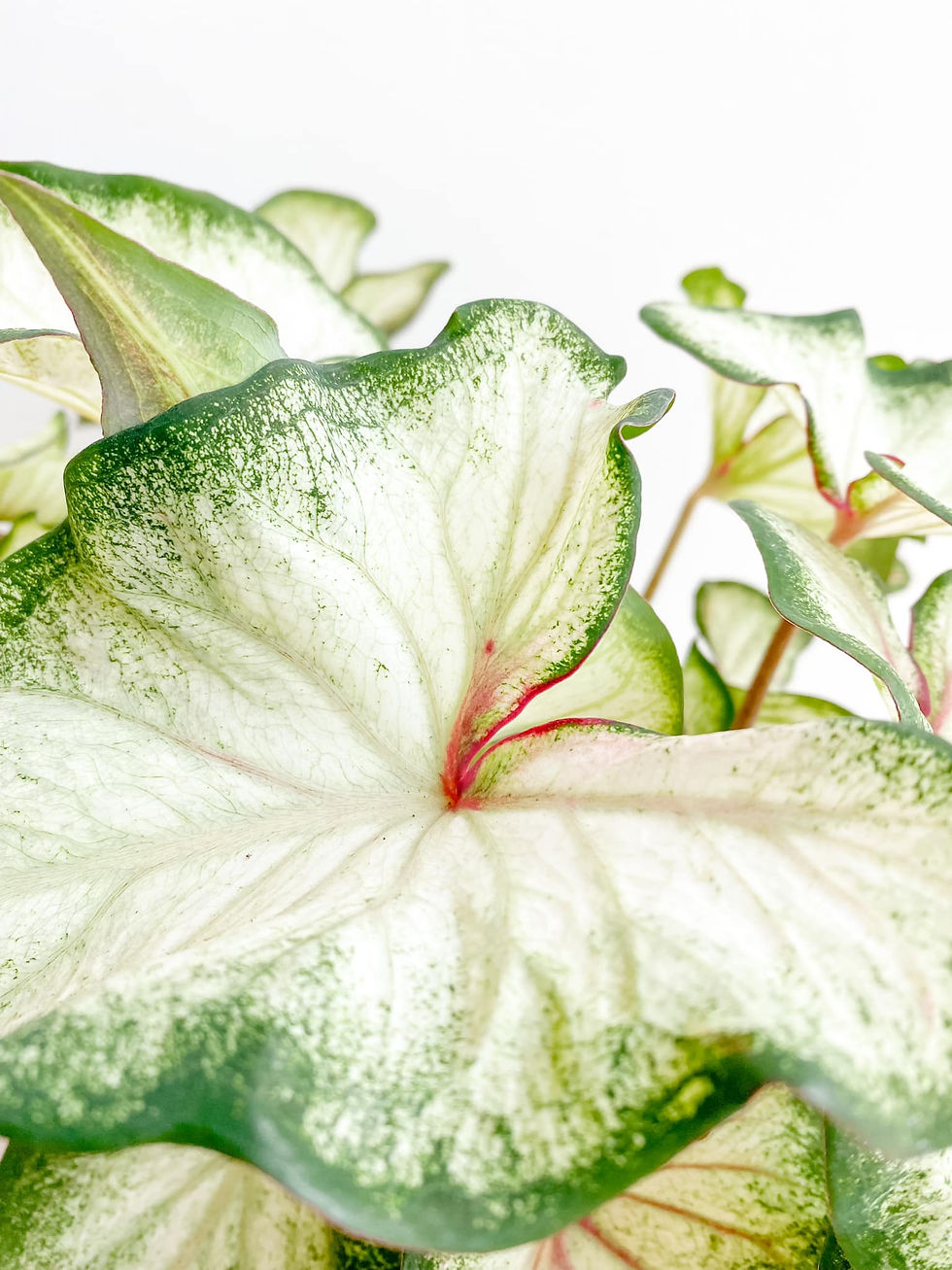 Thumbnail: Delilah, Caladium White Delight