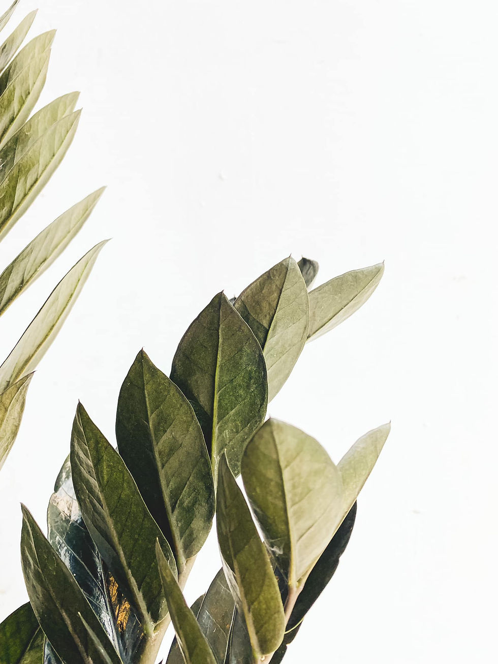 Thumbnail: Ray, Zamioculcas Raven